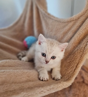 Reinrassige British-KH Kitten 