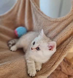 British Kurzhaar Kitten Reinrassig 