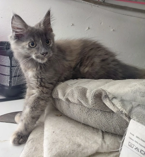 Main coon .Mädchen 