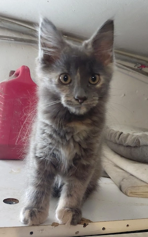 Main Coon Mädchen 