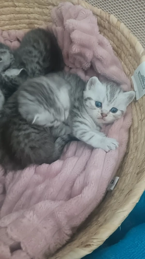 Süße BKH-Babykatzen 