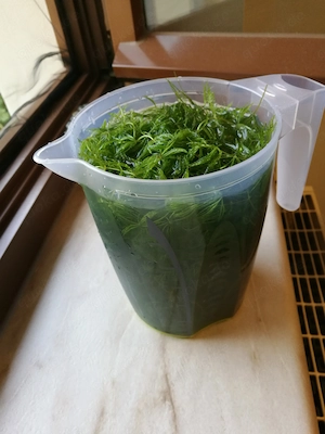 1,5 Liter Hornkraut (Ceratophyllum demersum) Sauerstoff Teich