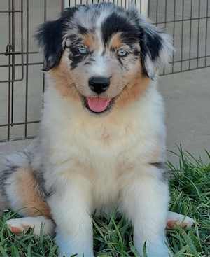 Gesund Aussie Australian Shepherd Welpen