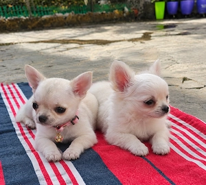 Kleine Pfötchen, große Liebe   bezaubernde Chihuahua-Welpen suchen ihr Zuhause