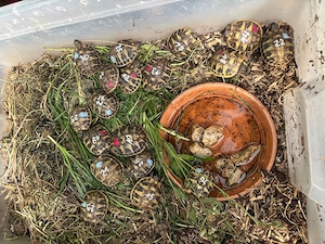 Griechische Landschildkröten
