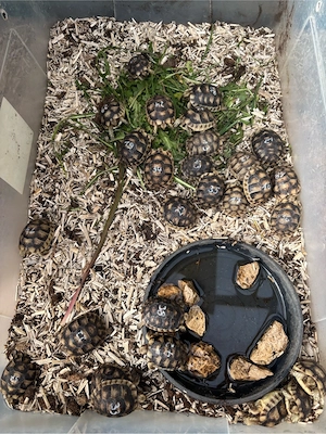 Breitrandschildkröten 