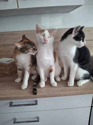 katzen kids