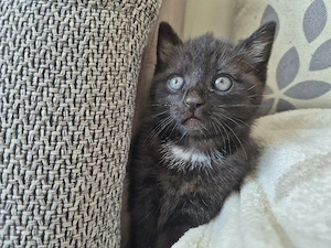 Kätzchen Kitten Babykatzen
