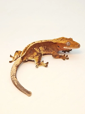 Kronengecko Nachzucht Correlophus Ciliatus 