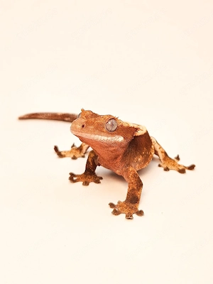 Kronengecko Nachzucht Correlophus Ciliatus 