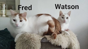 Kater Fred & Watson 