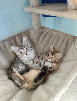Ragdoll Tabby Mix Kitten 