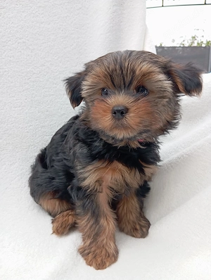 Super süße Yorkshire Terrier