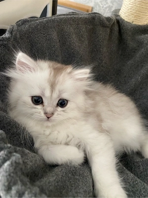 BKH und BLH kitten 