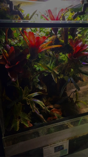 Verkaufe Terrarium mit Tinctorius Azureus