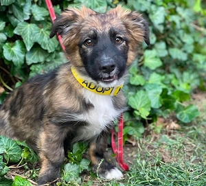 COOPER - verspielter Schatz (wartet in Rumänien)