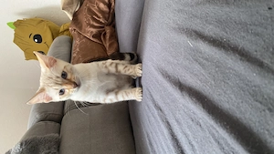 Bengal Snow Lynx Kätzchen 