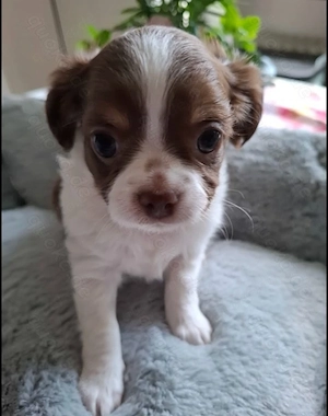 Chihuahua-Welpe 