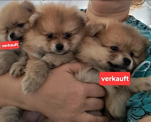 Pomeranian welpen