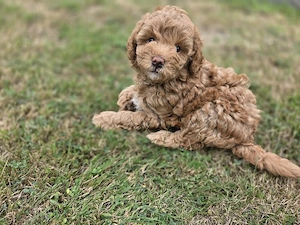 Maltipoo Welpen