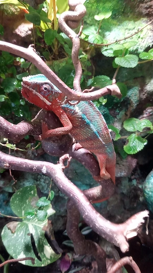 verkaufe verschiedene reptilien
