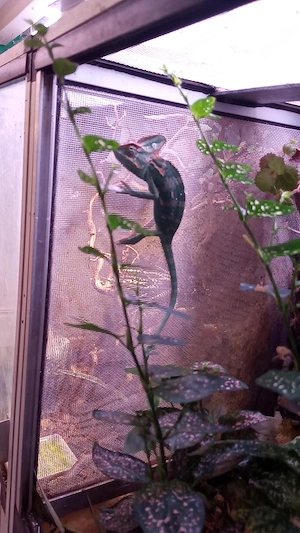 verkaufe verschiedene reptilien