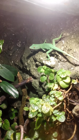 verkaufe verschiedene reptilien