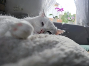 Bkh Katze 