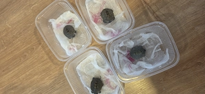 Malaclemys terrapin centrata - Diamantenschidlkröte NZ 2026