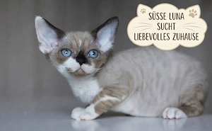 Devon-Rex-Katze Luna sucht ein tolles Zuhause   Wichtige Infos im Text