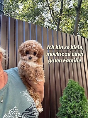 Lieber Toy Pudel sucht ein neues Zuhause (gegen Schutzgebühr)