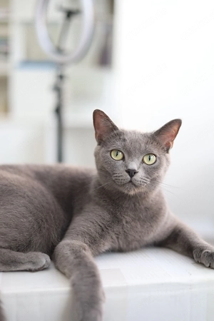 Liebevolle Russisch Blau Katzendame (15 Monate) sucht ein neues Zuhause!