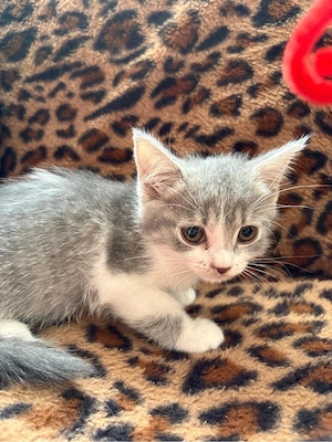 BKH BLH kitten Mädchen 