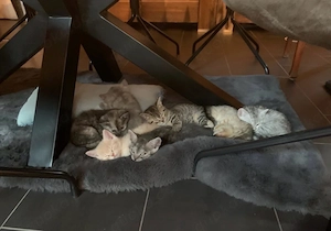 BKH-Mix-Kitten 