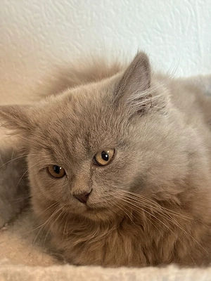 BKH Kitten Babys Reinrassig 