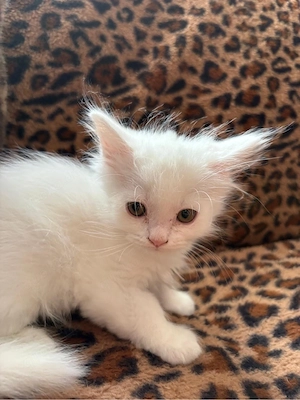 bkh blh kitten 