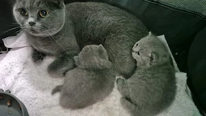 britisch bkh kittwn zu verkaufen 