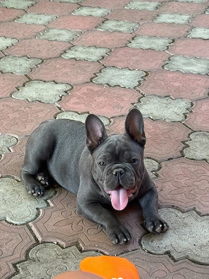 Süße Französische Bulldogge   Top gesund & verspielt