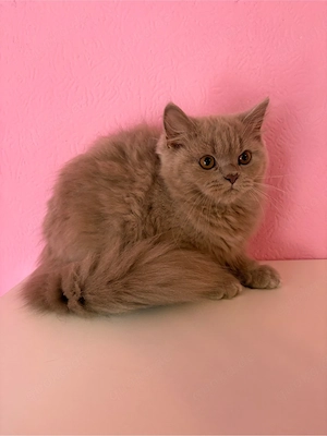 BKH Kitten Hübsche Babys Reinrassig 