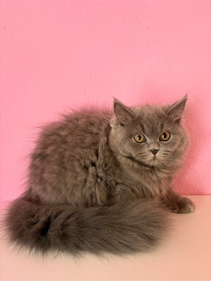 BKH Kitten Hübsche Babys Reinrassig