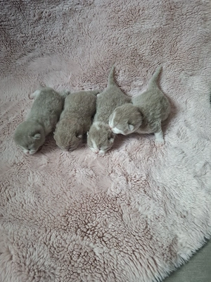 Süße BKH Britisch Kurzhaar Kitten in Lilac und Lilac-White  Mädchen 