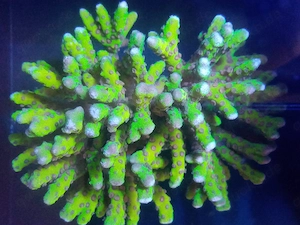 Schöne SPS Rar, Anacropora goldenrod, Korallen Meerwasser Salzwasser, TOP !!