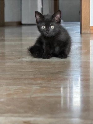bkh katze weiblich 10 wochen alt 