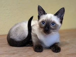 Birma-Siam-Katerchen