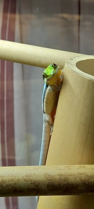 Vivarium mit 2 Phelsuma Klemmeri 