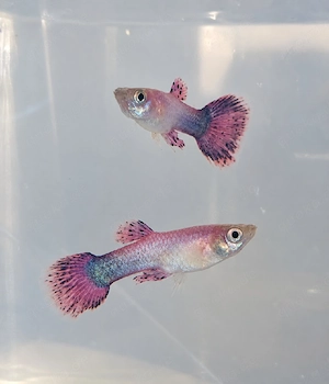 Purple Guppy 