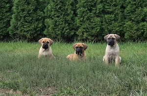 Cane Corso Welpen suchen ihre Herzensmenschen
