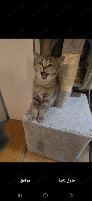 britisch gold katze 