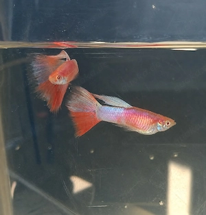 Guppy American Albino White Pink Paradise 