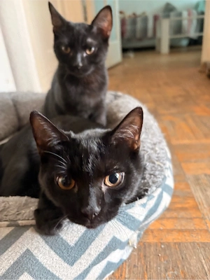 2 Männliche Kater suchen einen zuhause